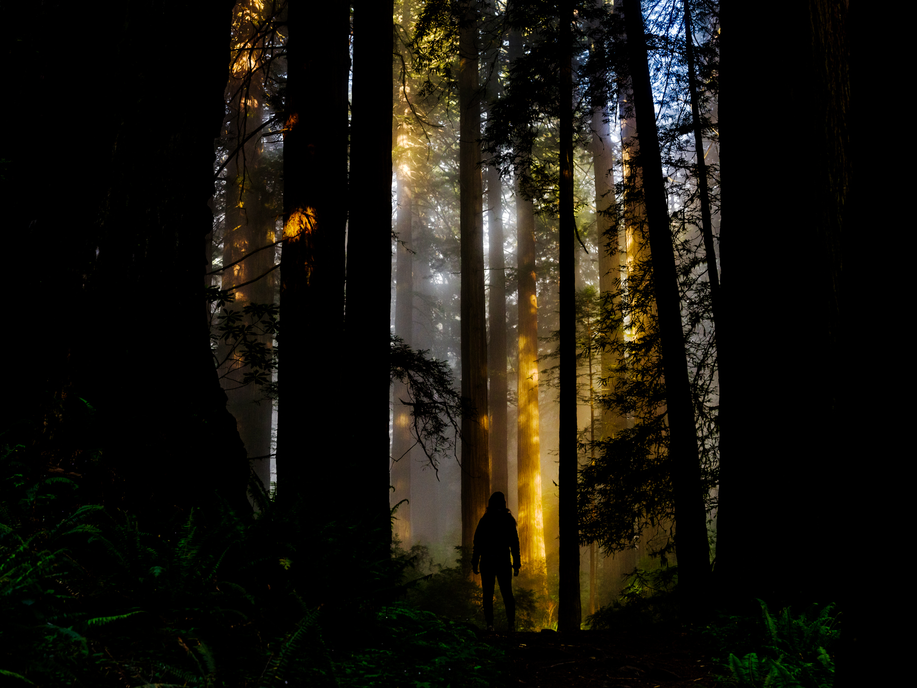 Redwoods_Silhoutte_003